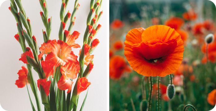 August birth flowers together