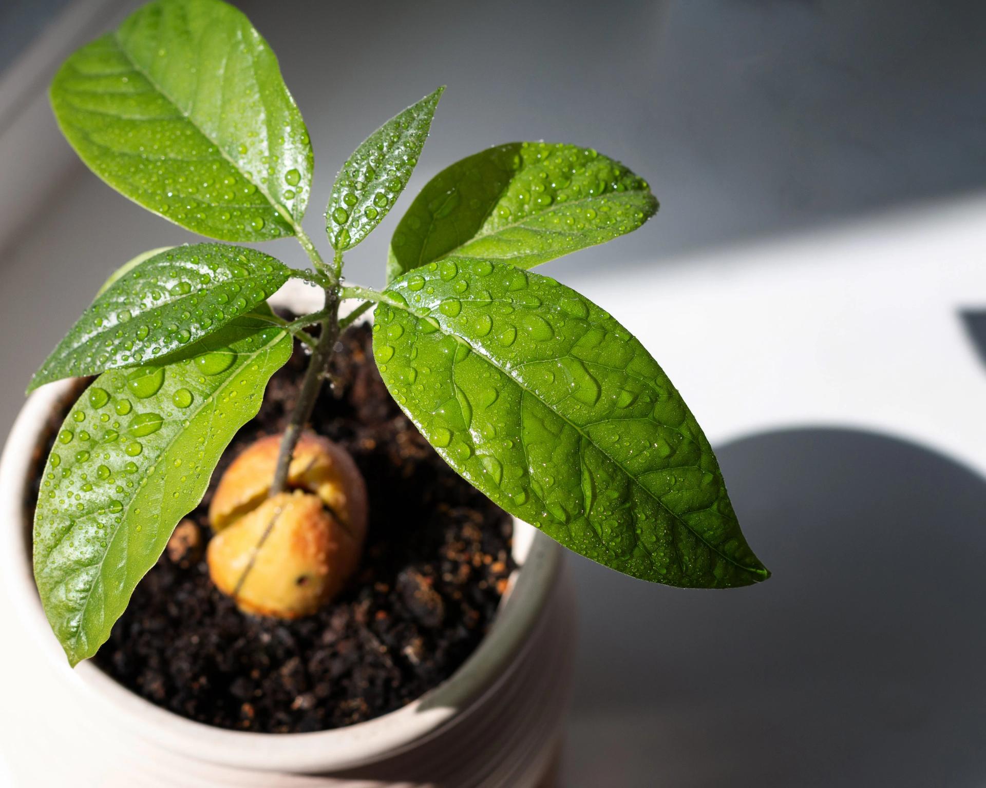 Growing Avocado 