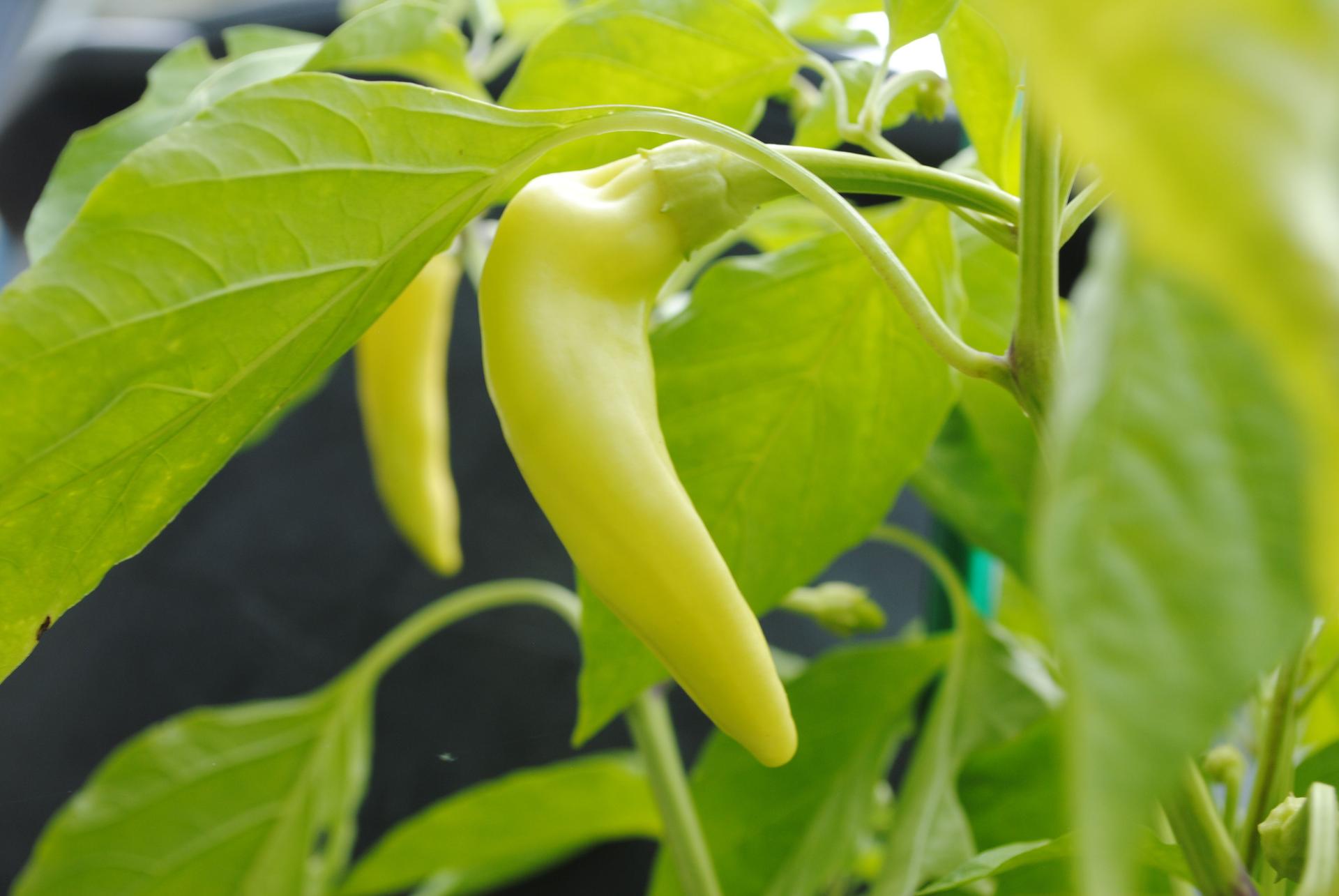 Banana peppers on the plant