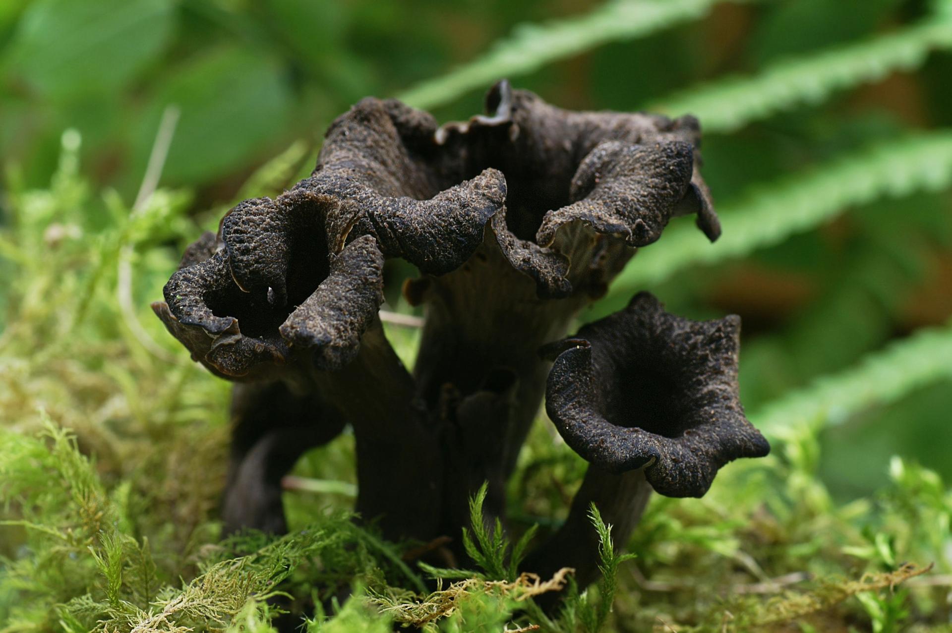 Trumpet-shaped craterellus cornucopioides