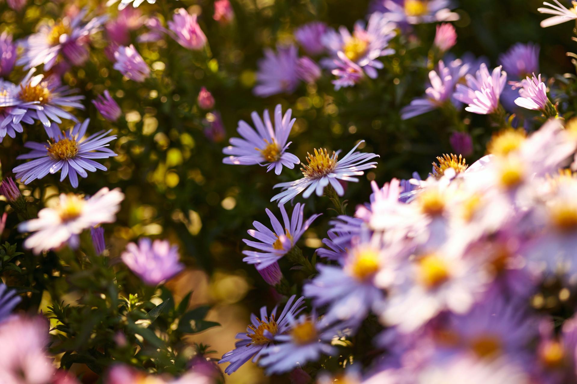 A garden full of blooming asters