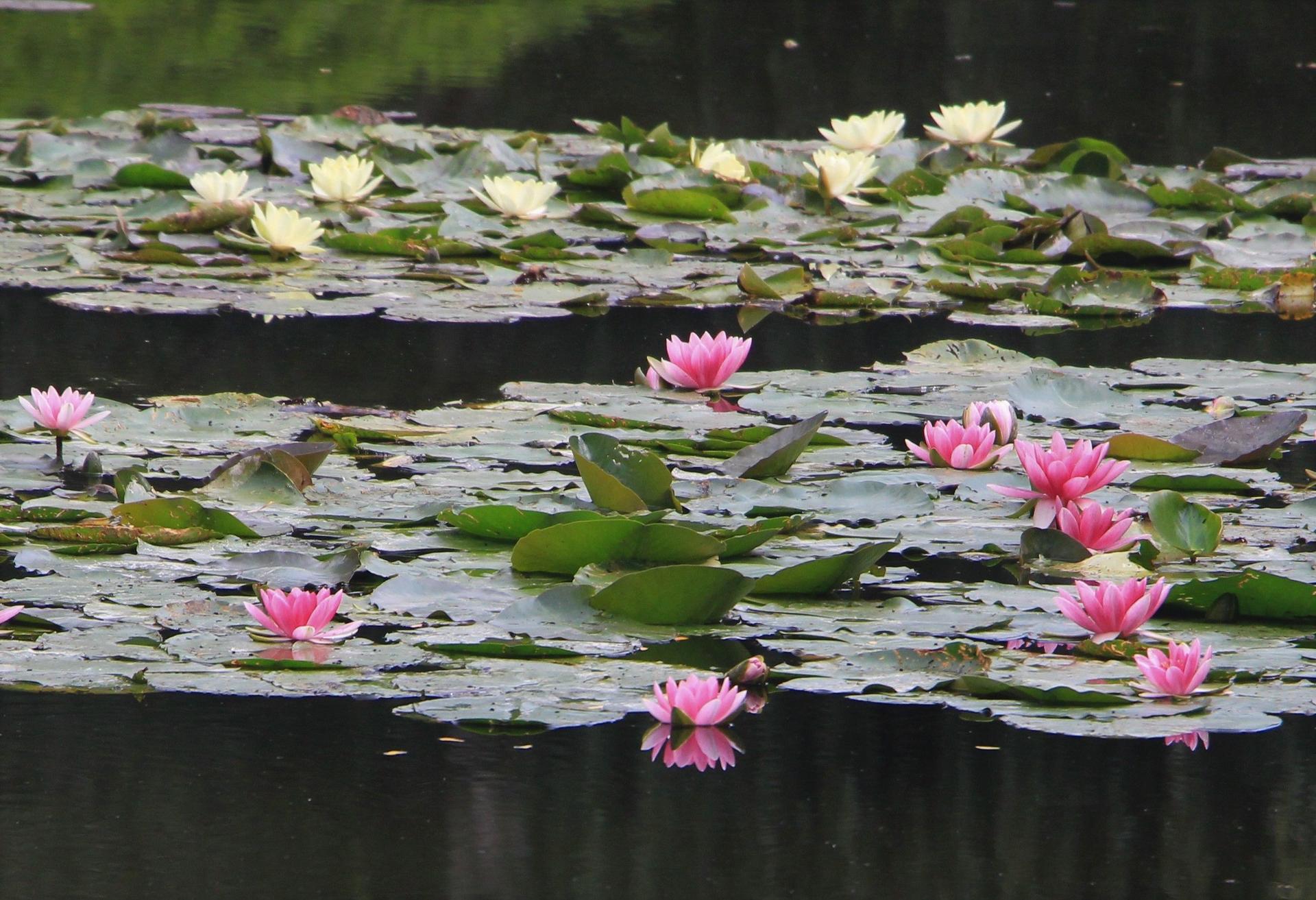 Pond with colorful water lilies