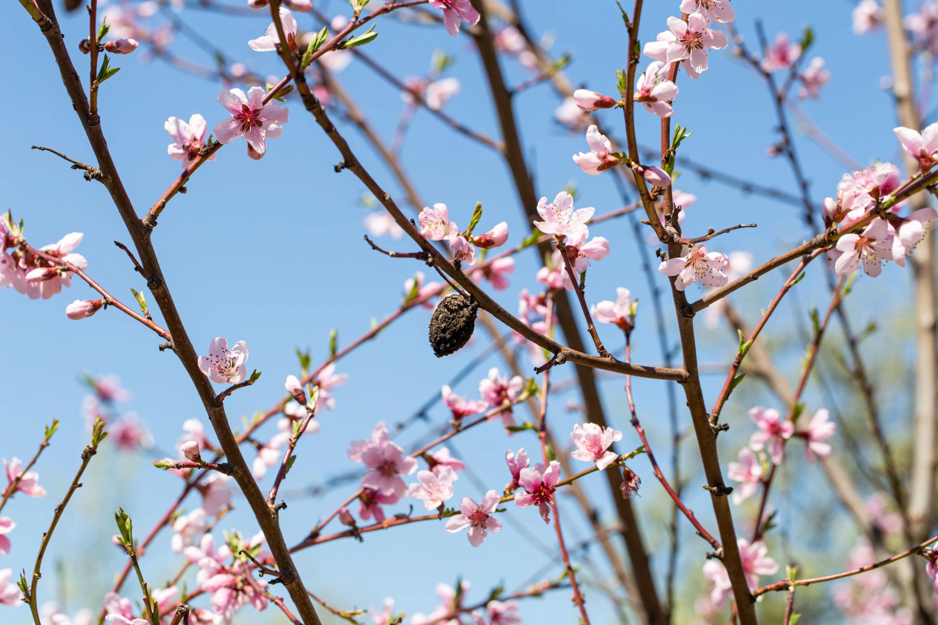 Blooming apricot