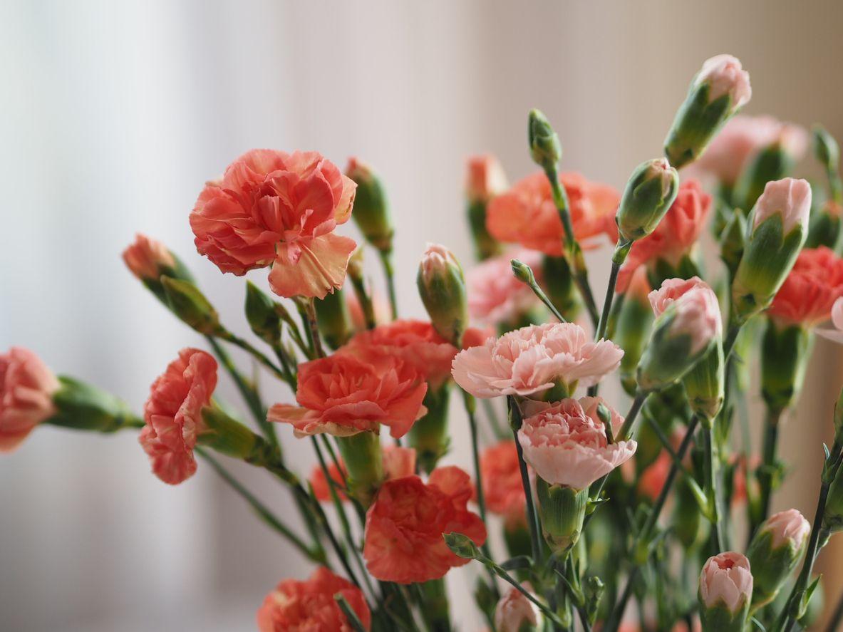 A bouquet of colorful carnations