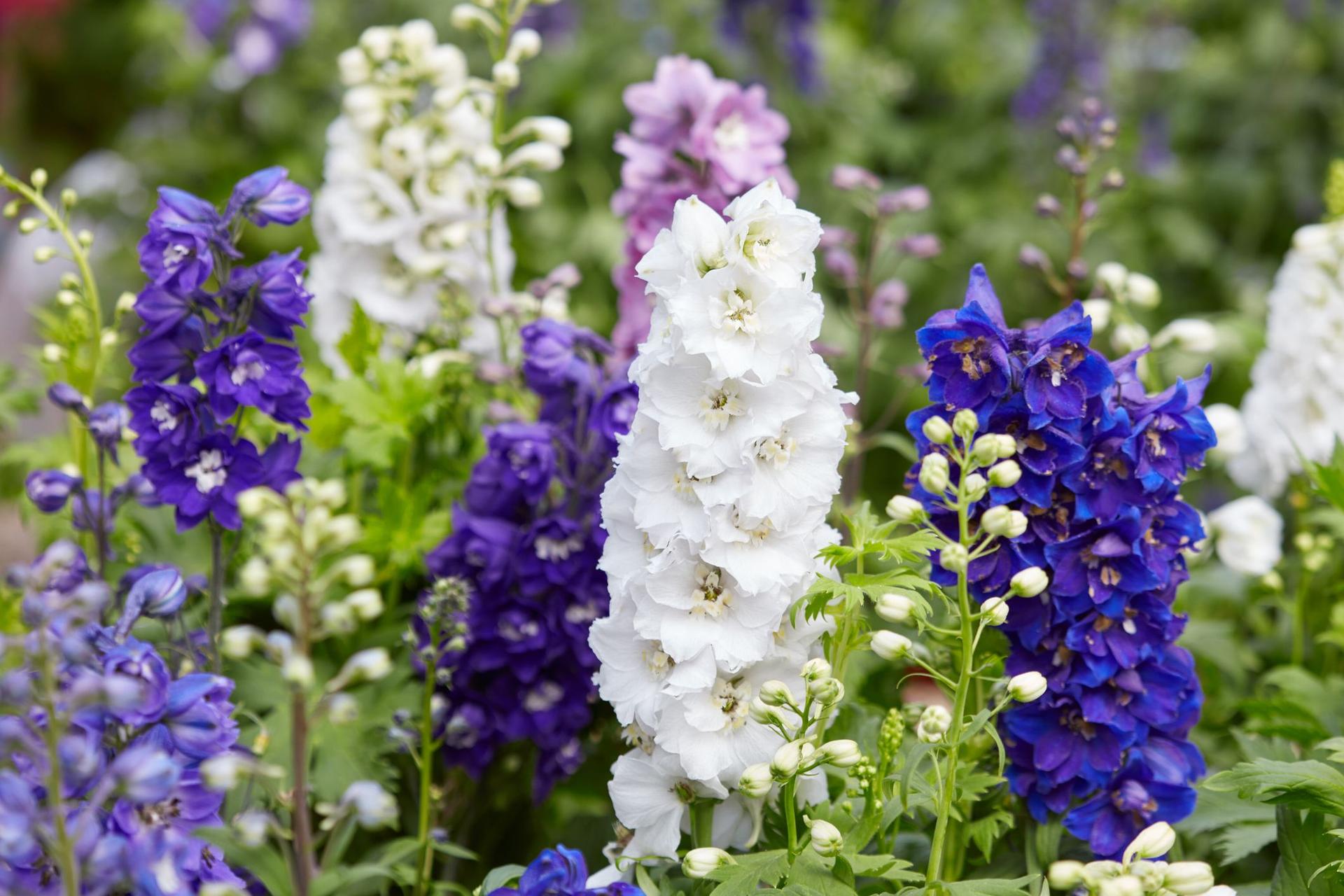 Colorful delphinium blooms