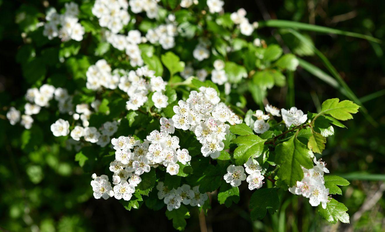 Hawthorn with white flowers