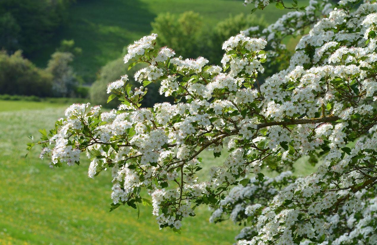 A bracnh with hawthorn blooms