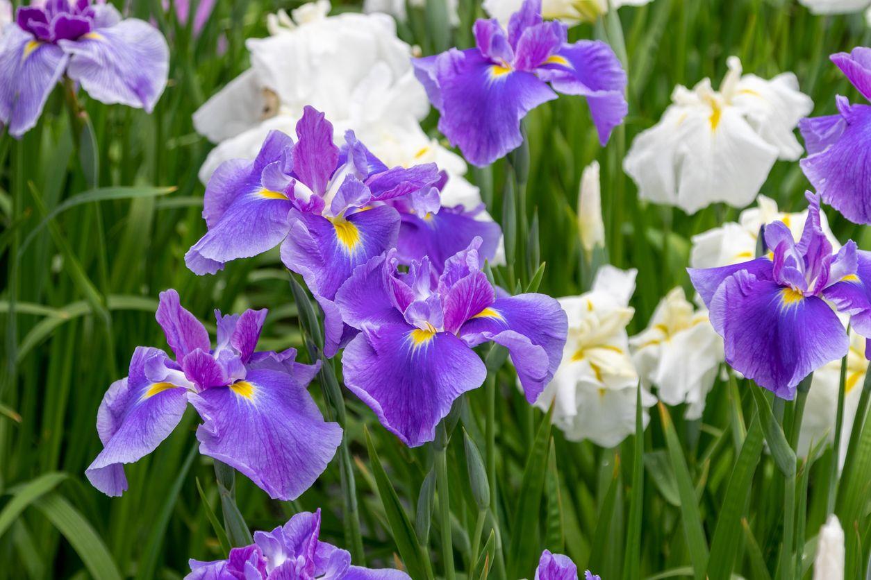 Iris flowers blooming in a garden