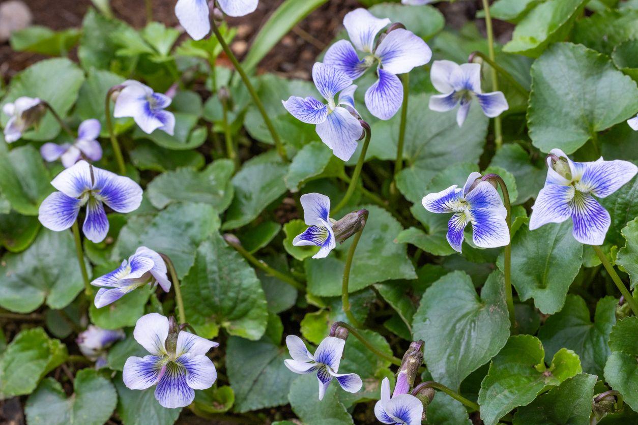 Small violet flowers in full bloom