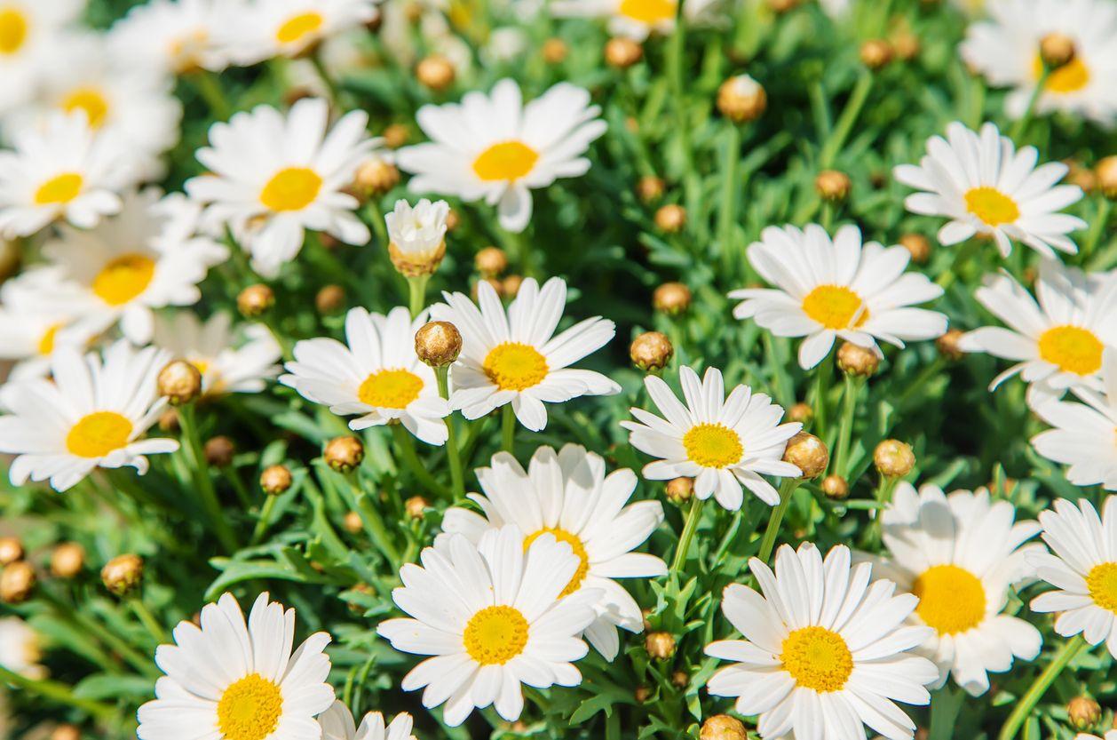 Close-up picture of white daisies