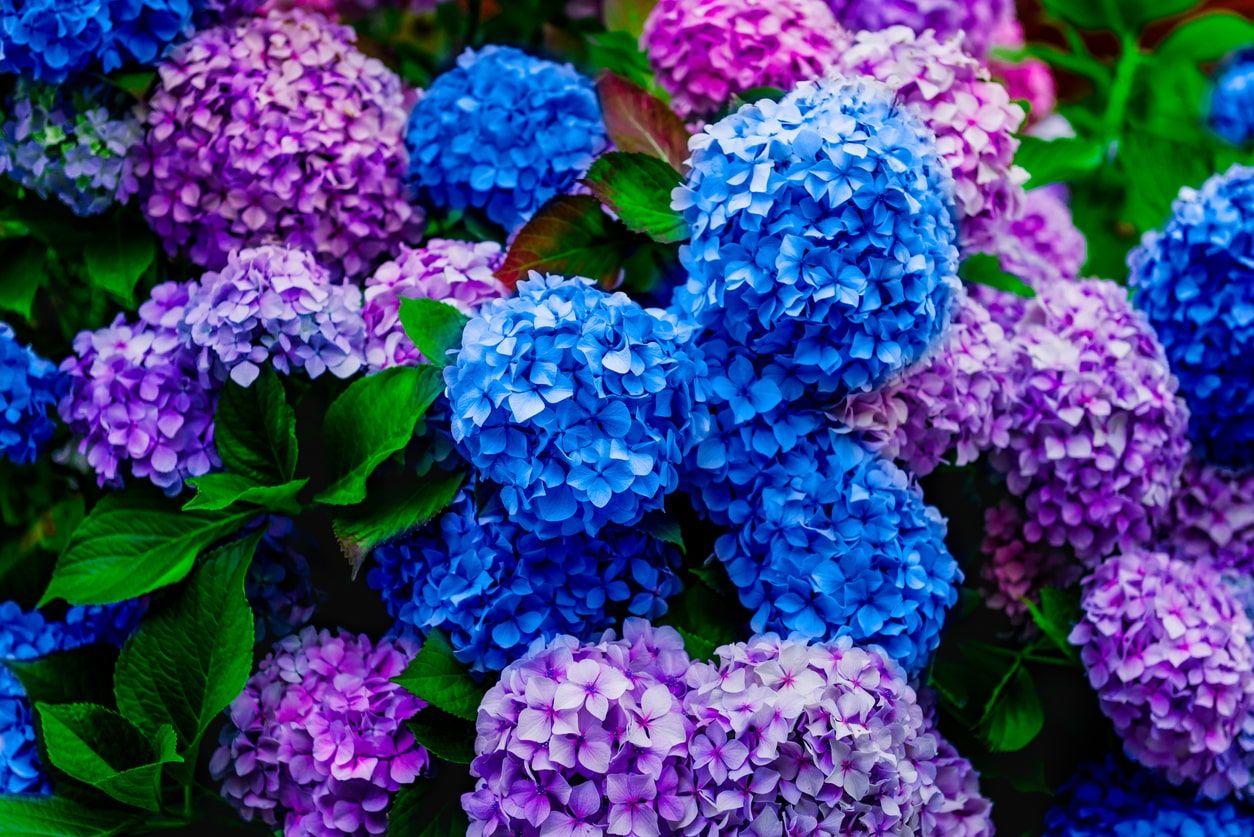 Colorful hydrangea blossoms