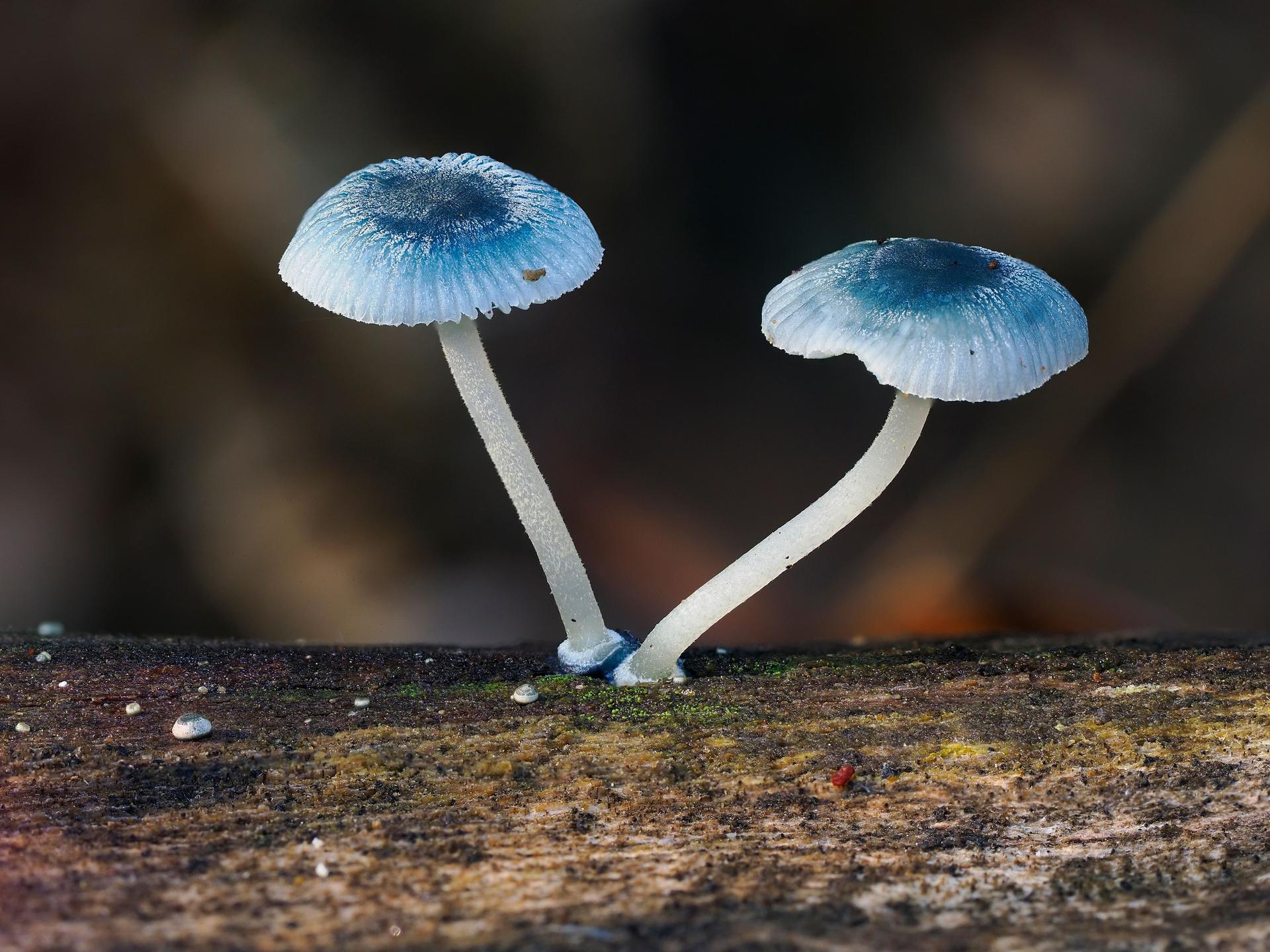 Blue mycena mushrooms on wood