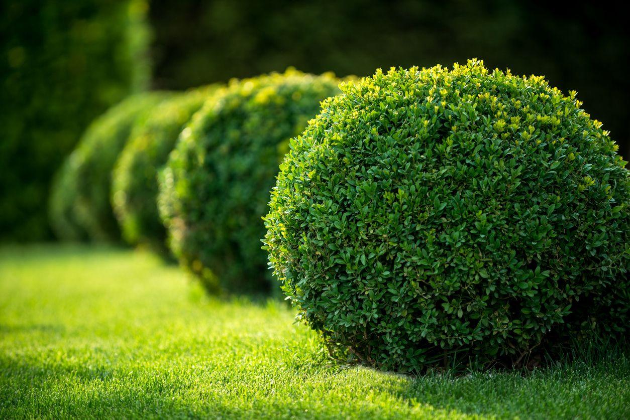 Rounded boxwood bushes in a garden