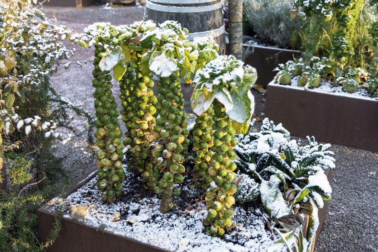 Brussels sprouts growing in a snowy garden