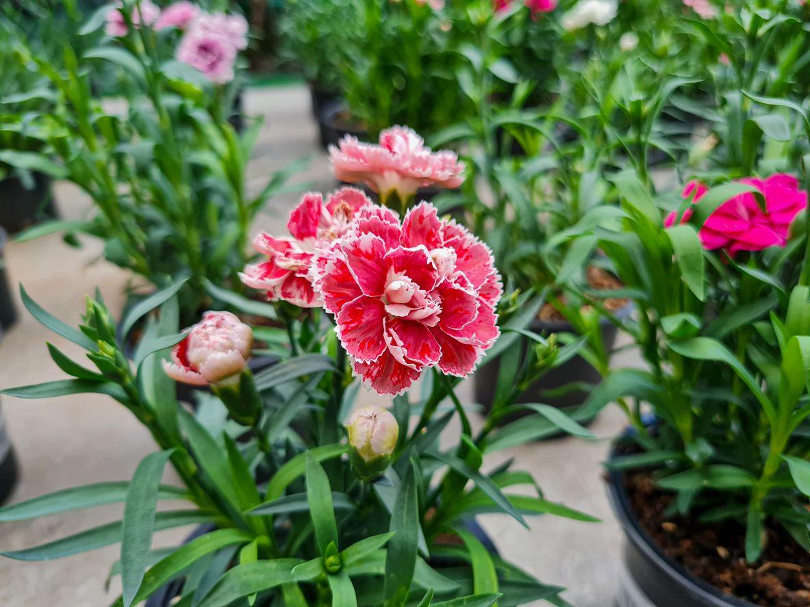 Potted carnation plant