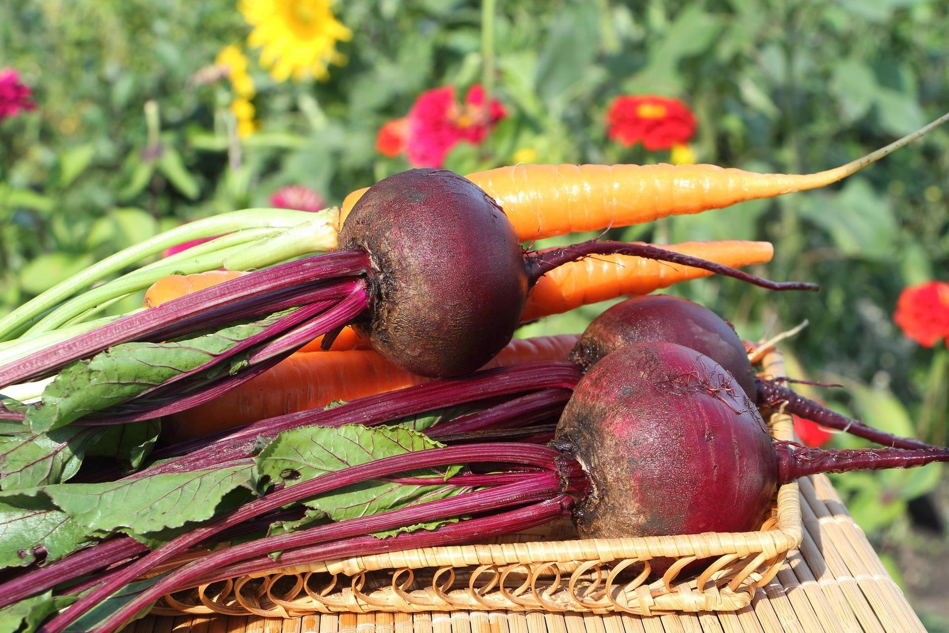 Freshly harvested carrots and beets