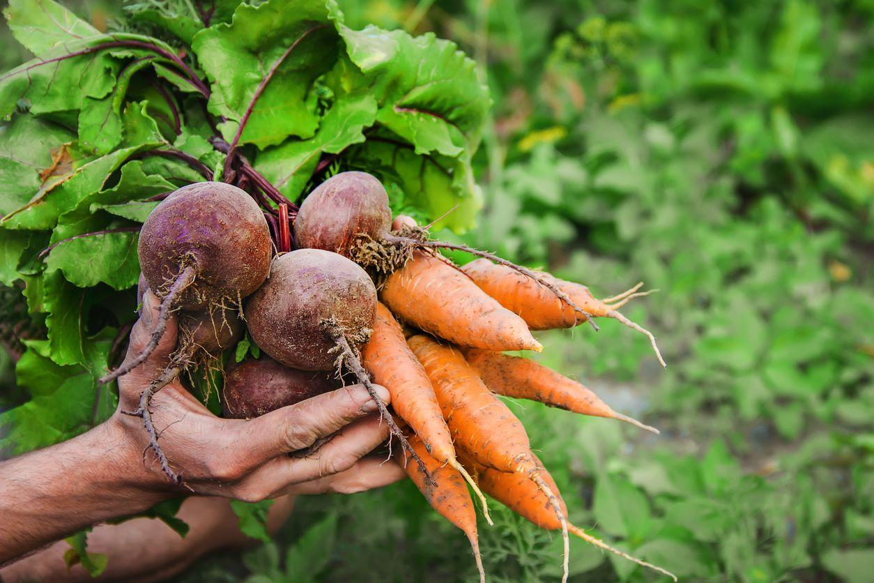 Freshly harvested carrots and beets