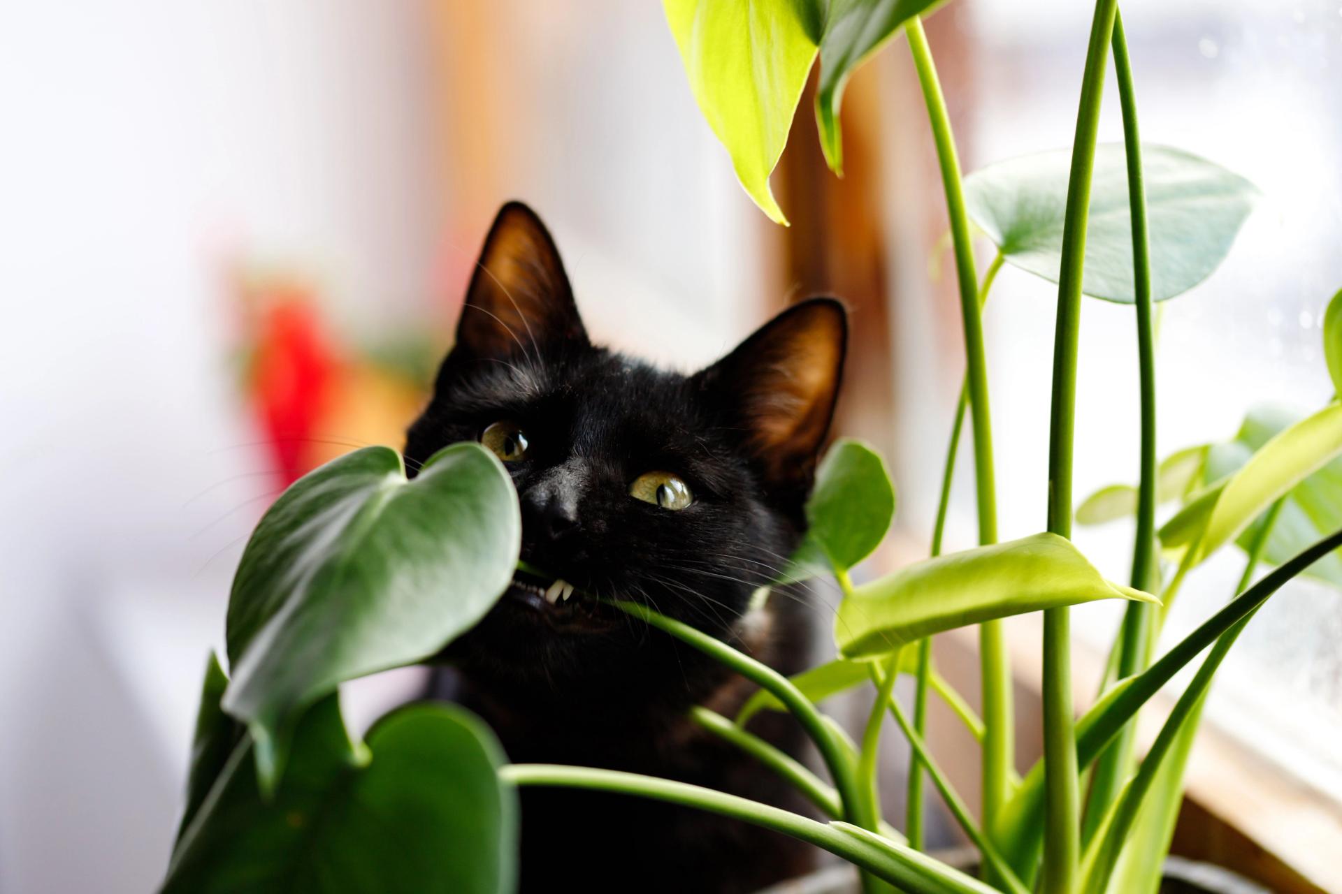 Cat Eating Plant