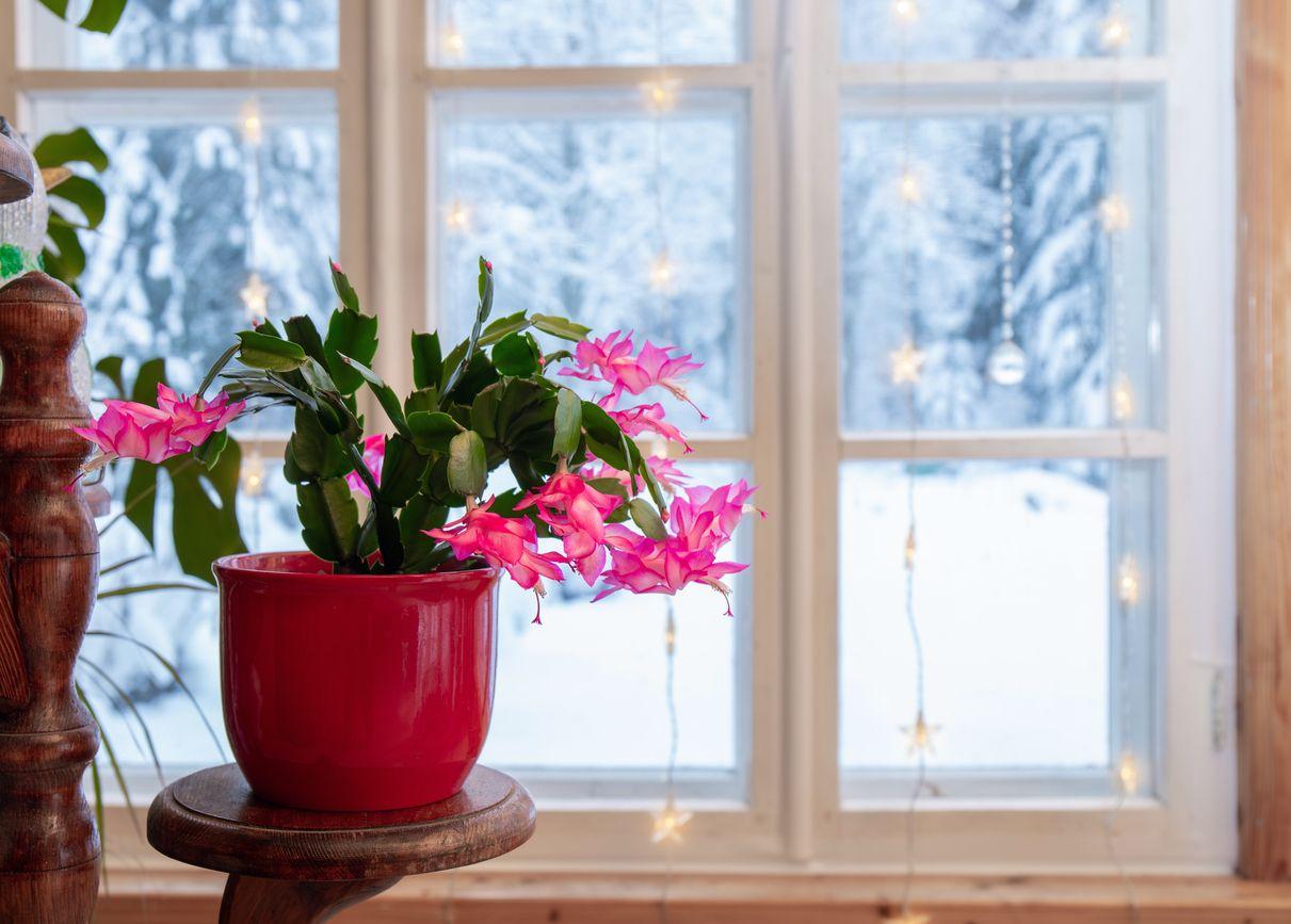 Christmas cactus flowering in winter