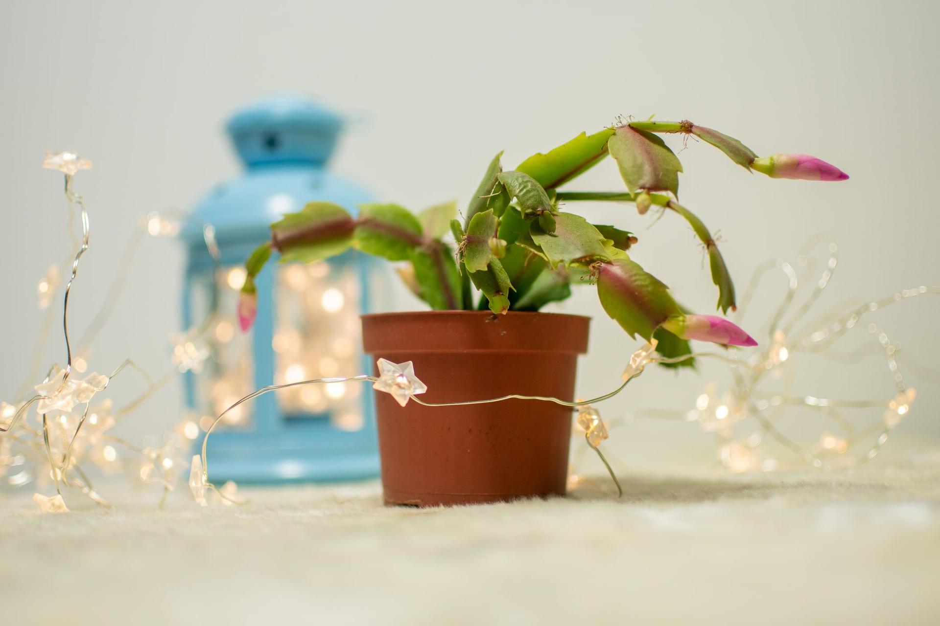 Young Christmas cactus plant with lights