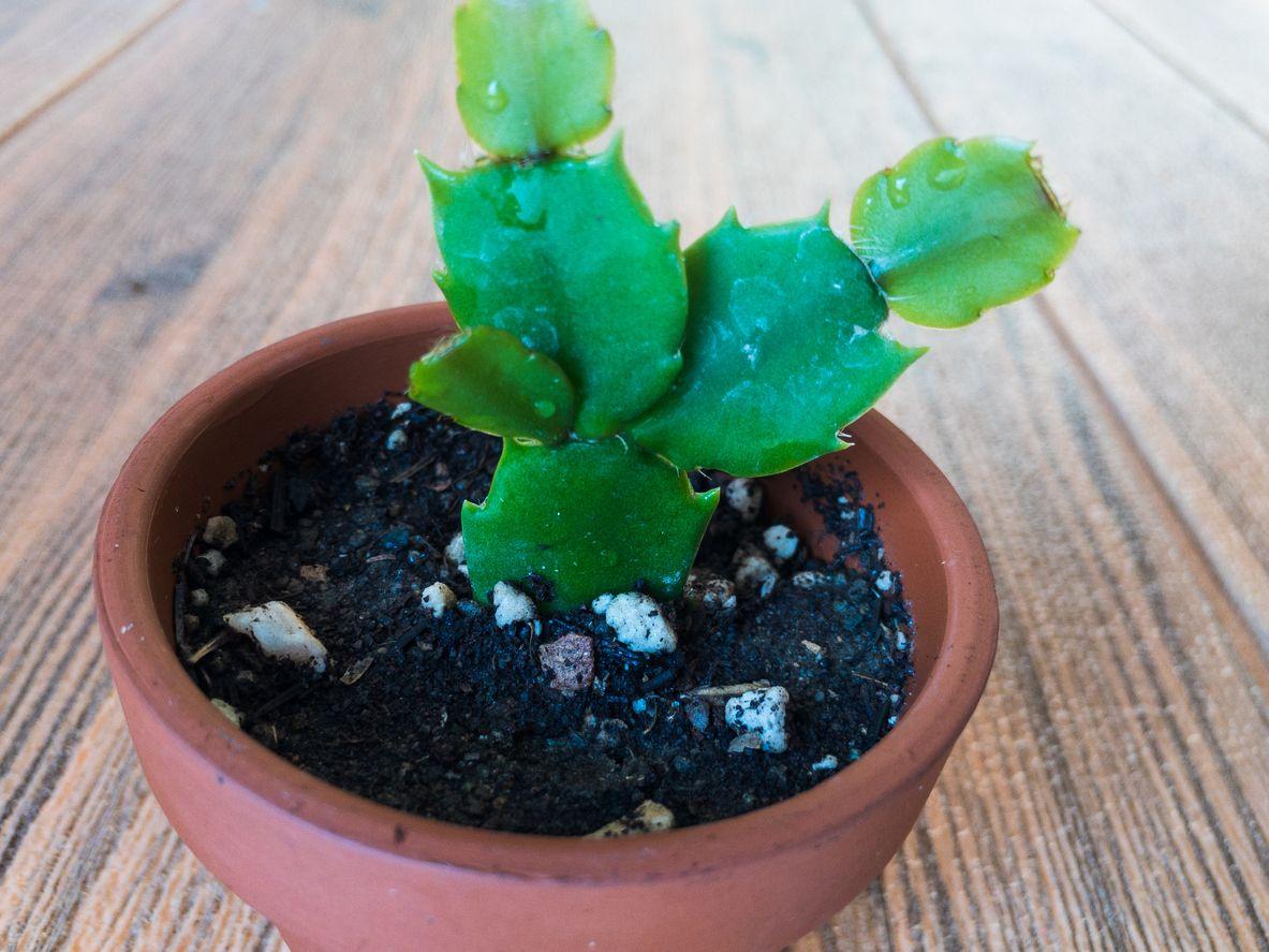 Christmas cactus cutting planted in soil