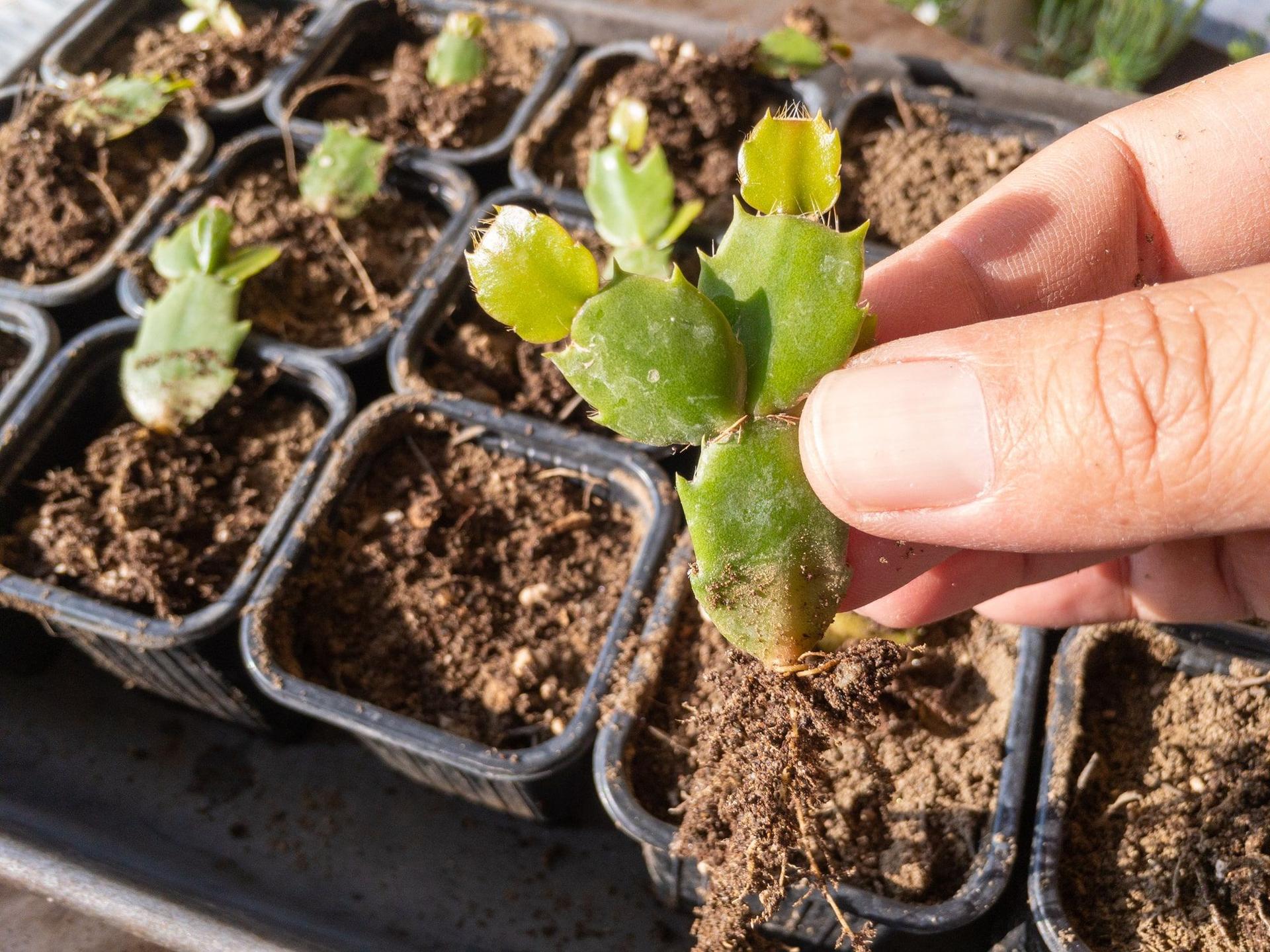 Man holding a Christmas cactus cutting with roots