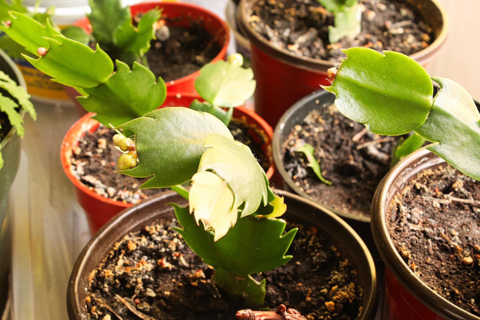 Christmas cactus cuttings close-up