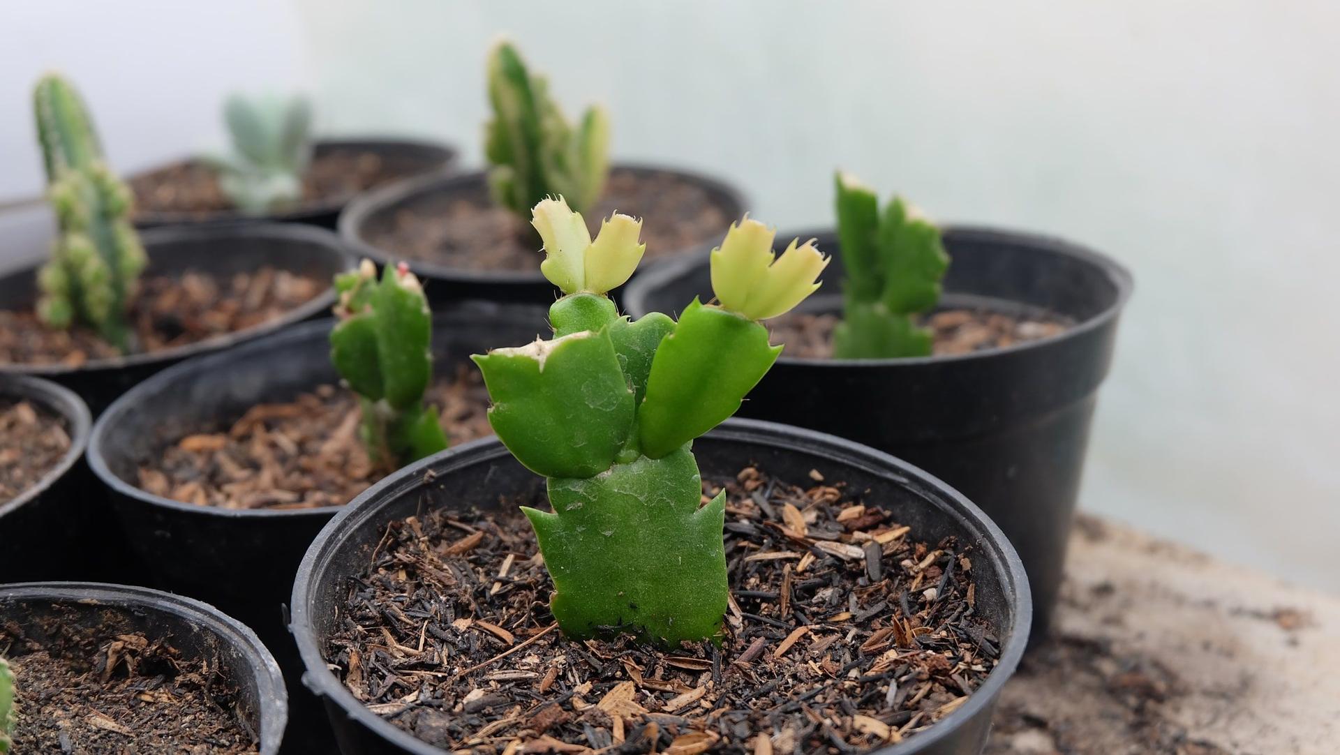 Propagating Christmas cactus in pots