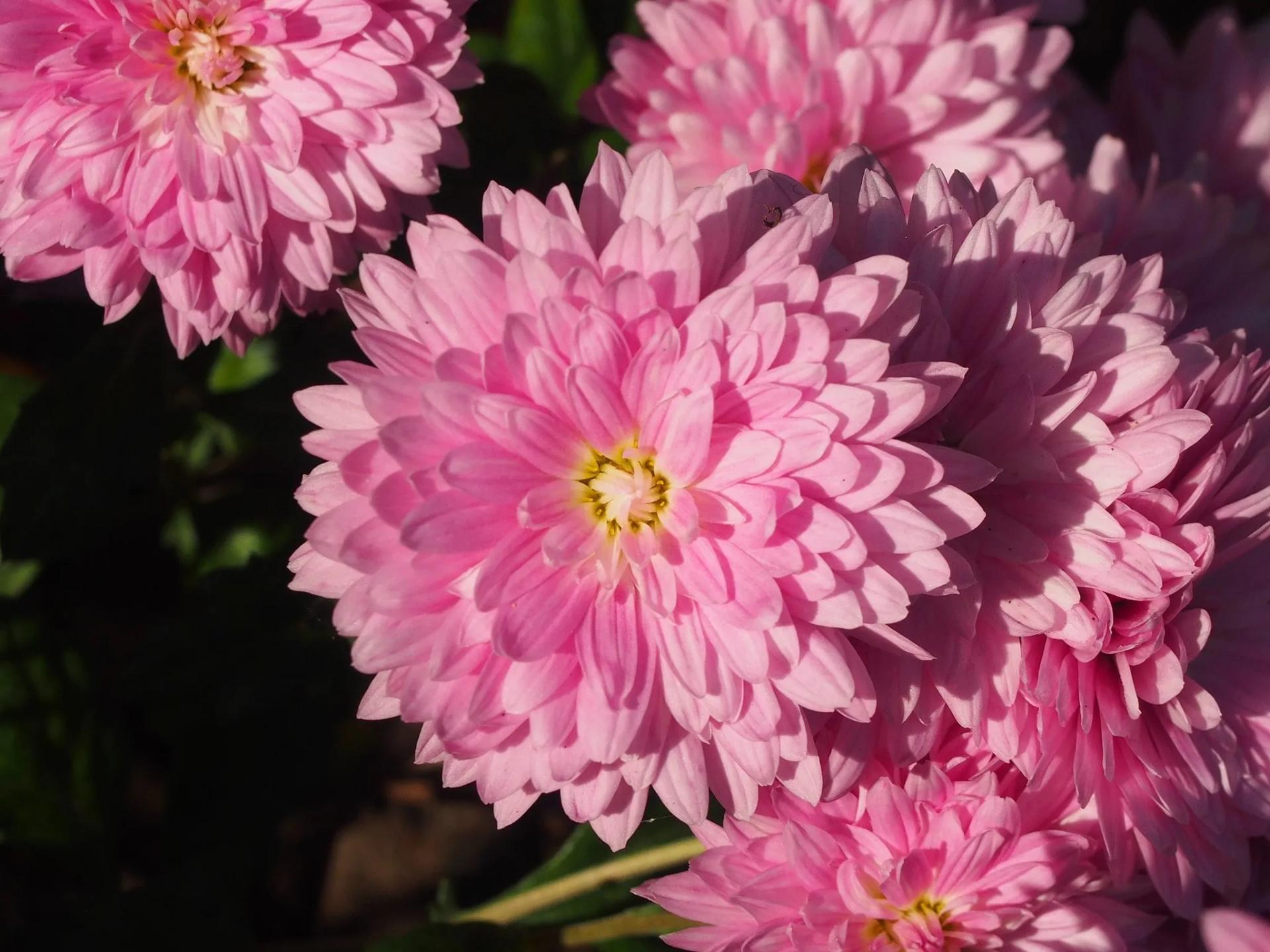 Pink Chrysantemum