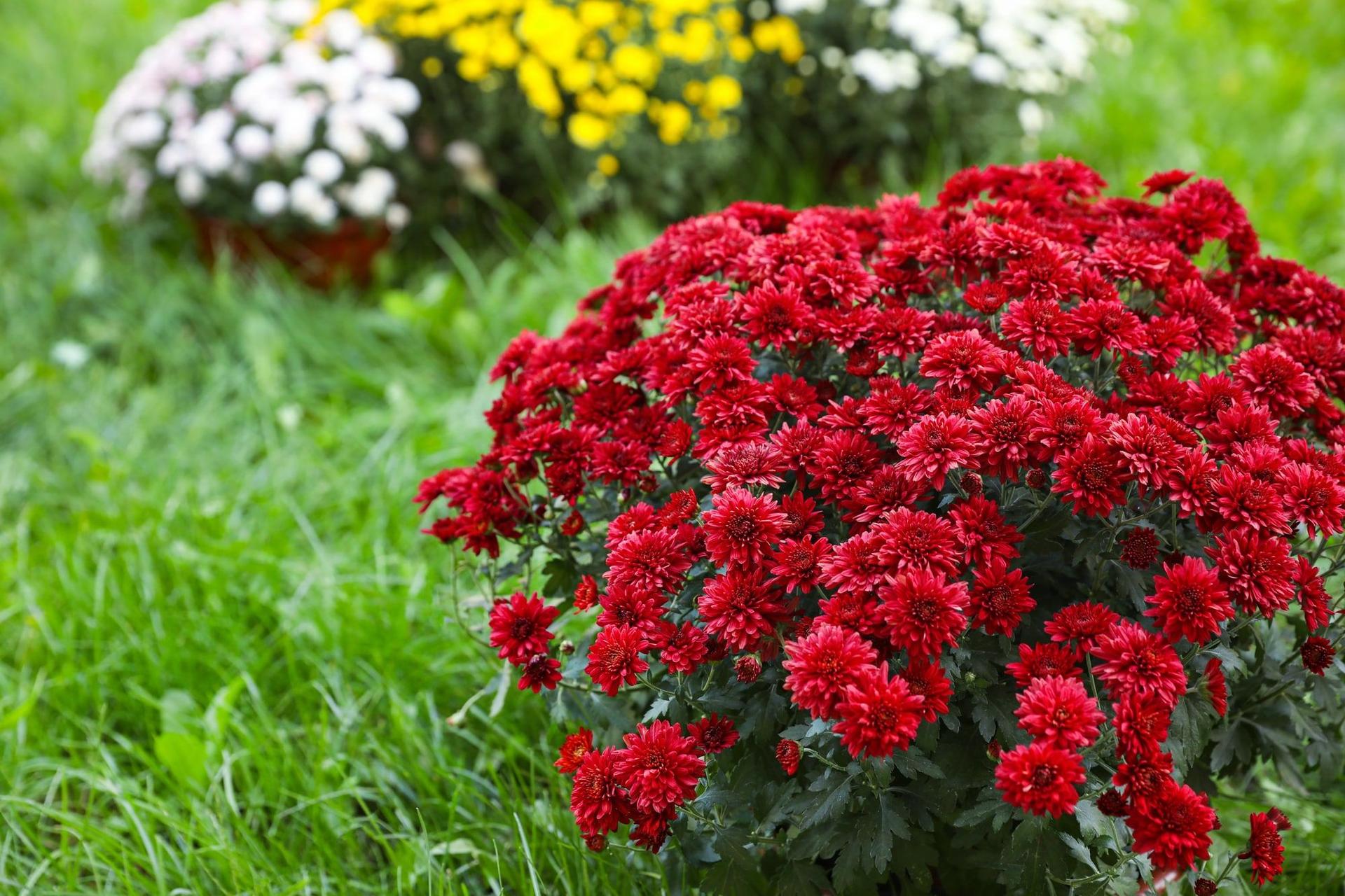 Blooming chrysanthemum bushes outdoors