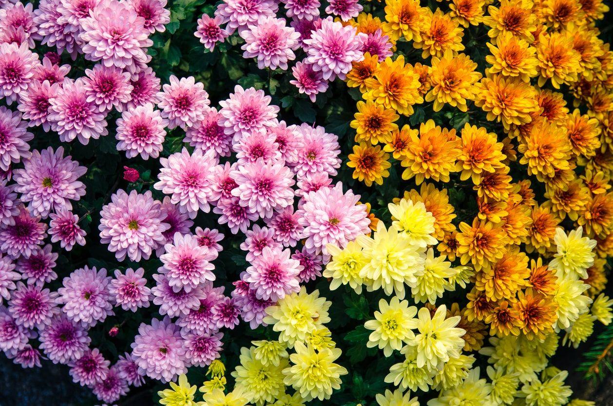 Colorful fall chrysanthemums