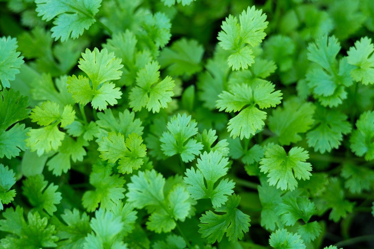 Close-up shot of fresh cilantro