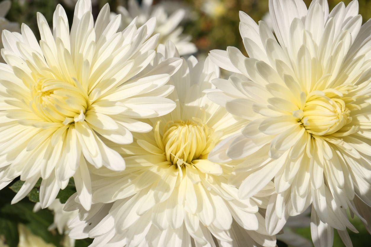 White chrysanthemum flowers growing outdoors