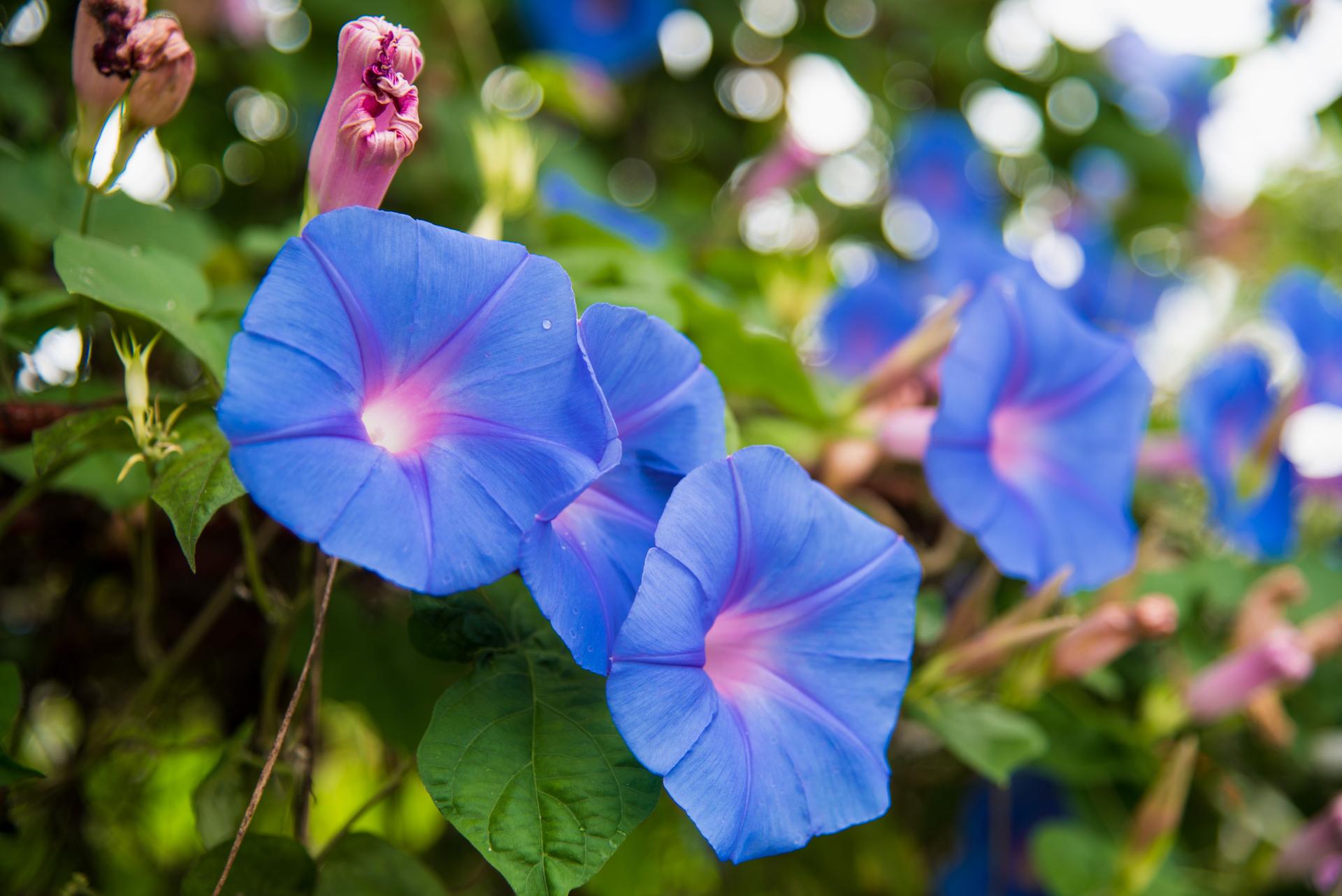 Blue morning glory flowers