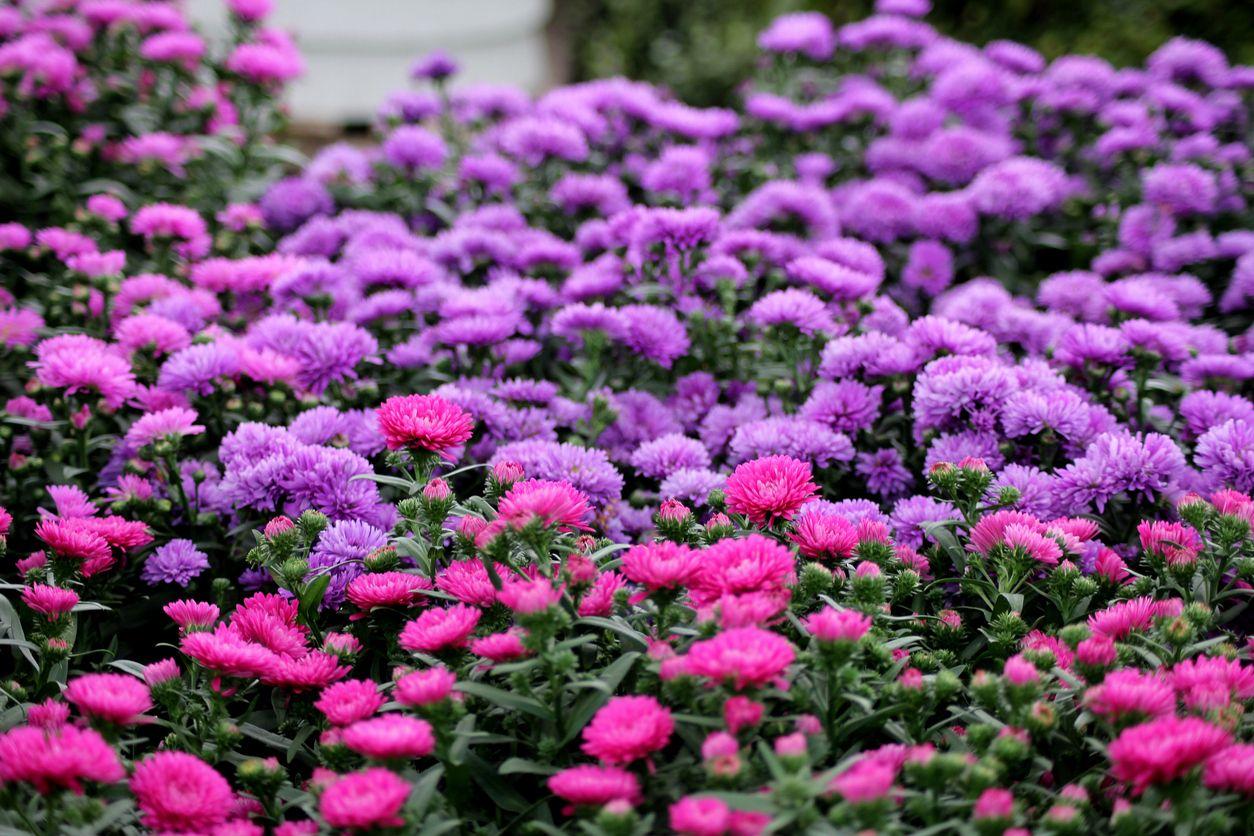 Pink and purple asters in full bloom
