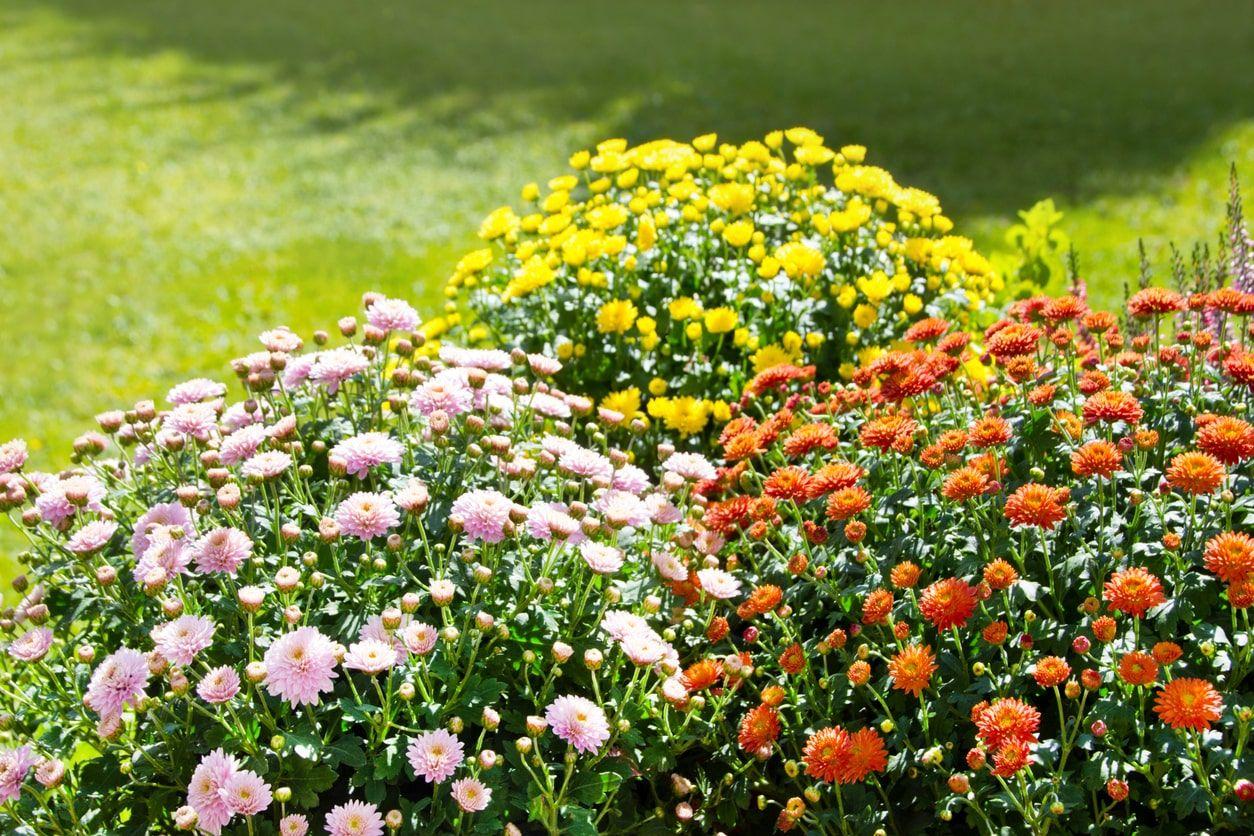 A garden full of chrysanthemums