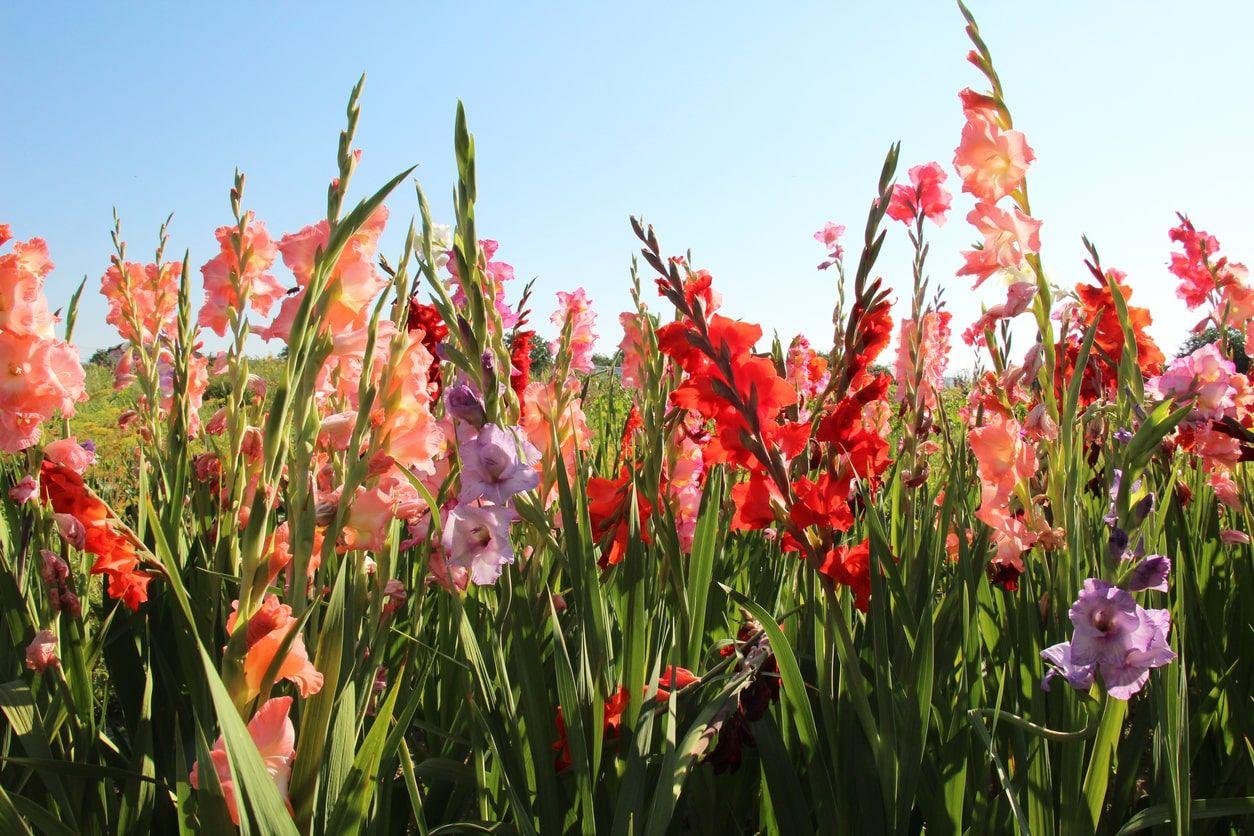 Garden with colorful gladioli