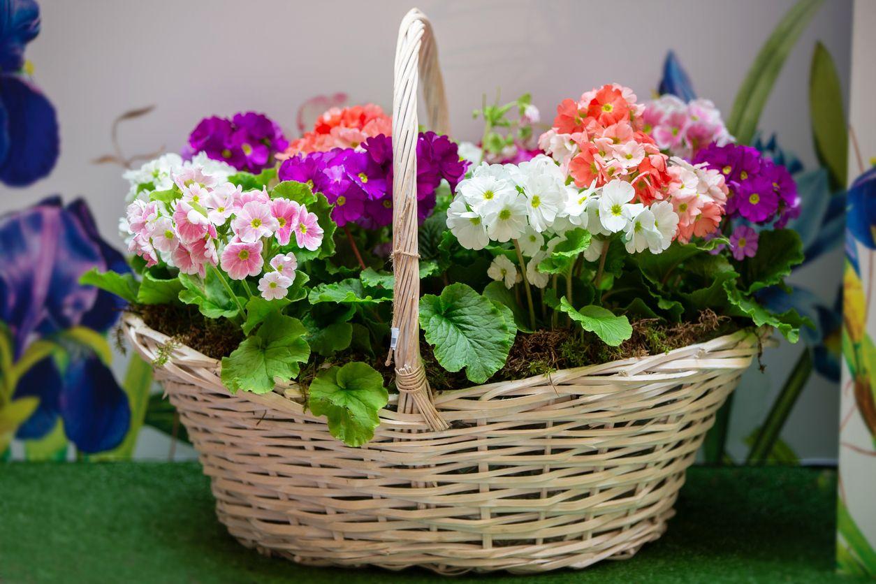 A basket full of colorful primroses