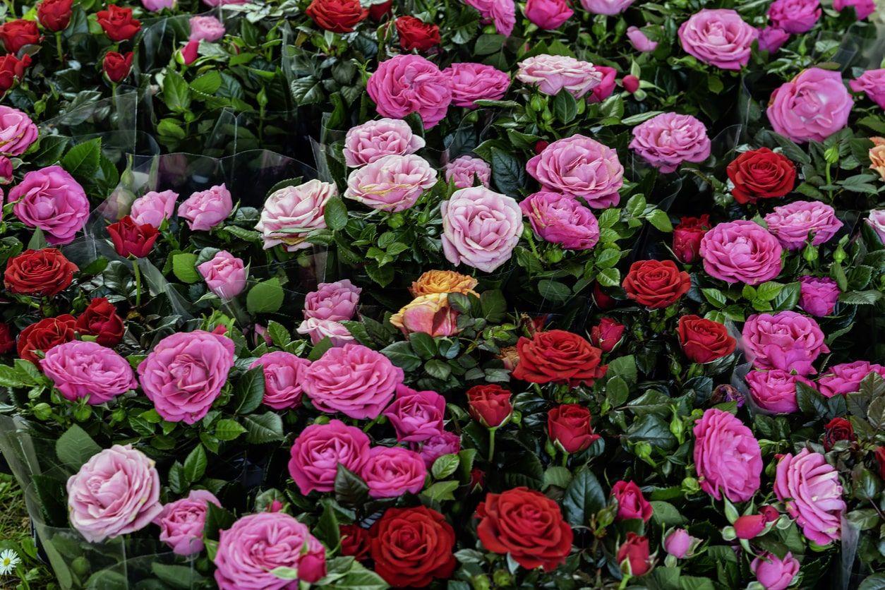 Blooming pink and red roses 