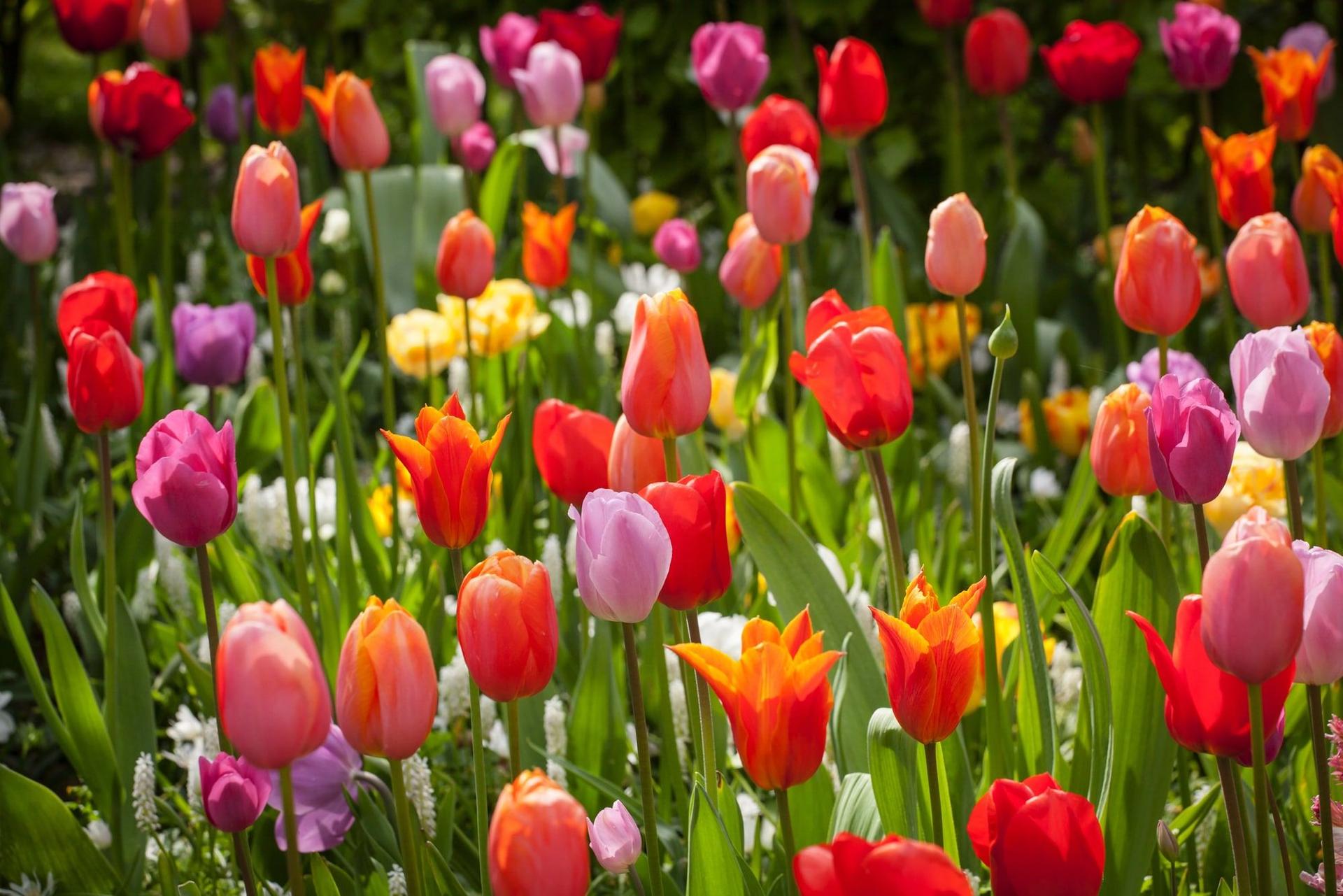 Colorful tulips blooming in a garden
