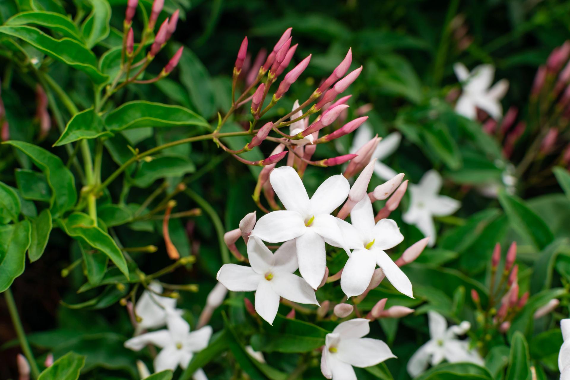 A jasmine flower from top, Jasmine flowers