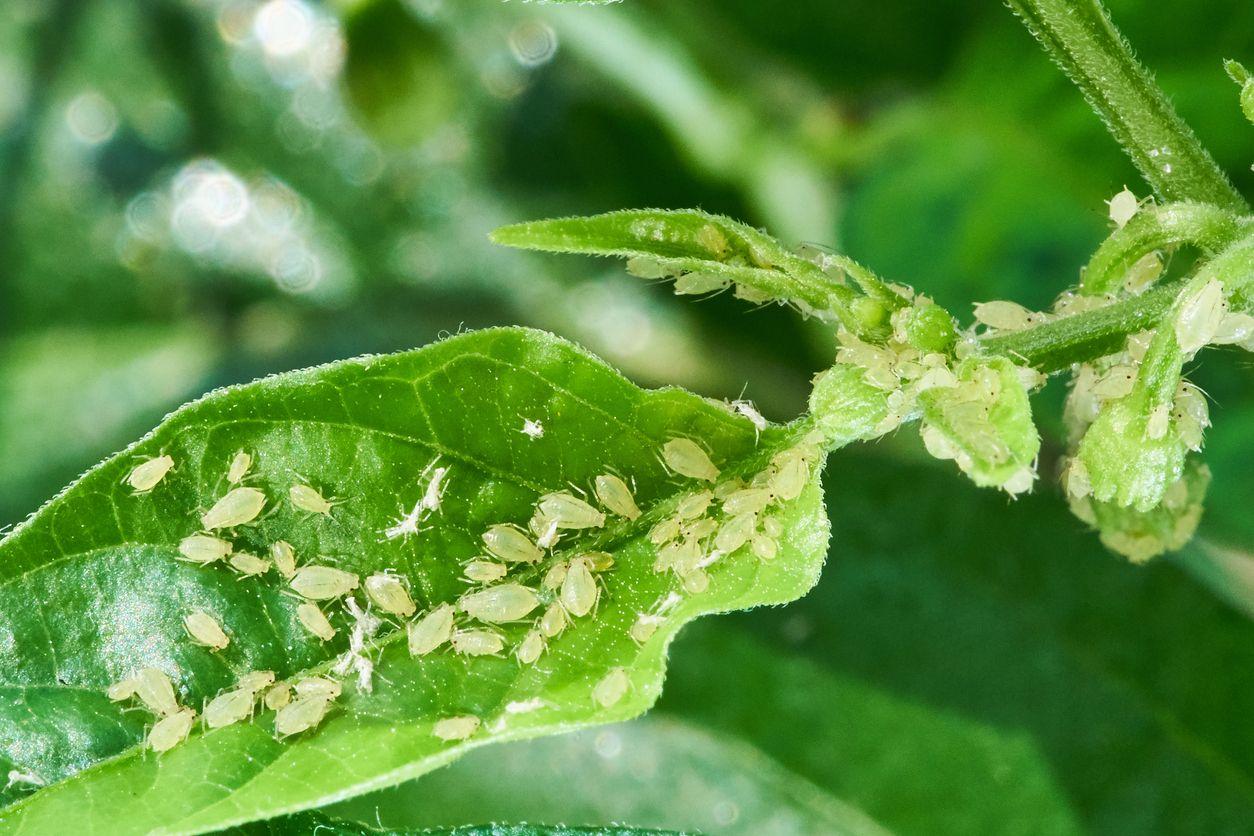 Small aphids on a green leaf