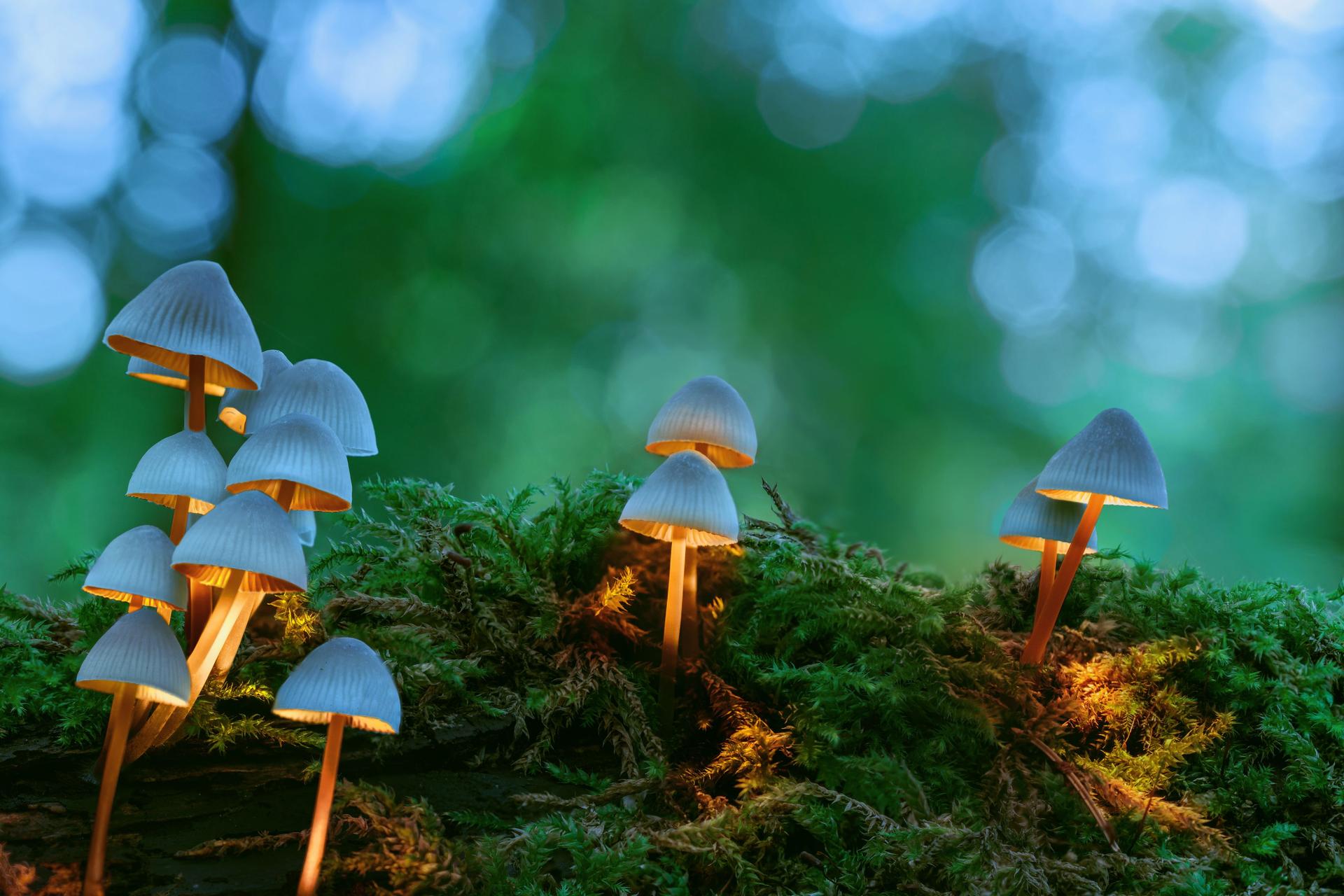 Glowing mushrooms in the forest