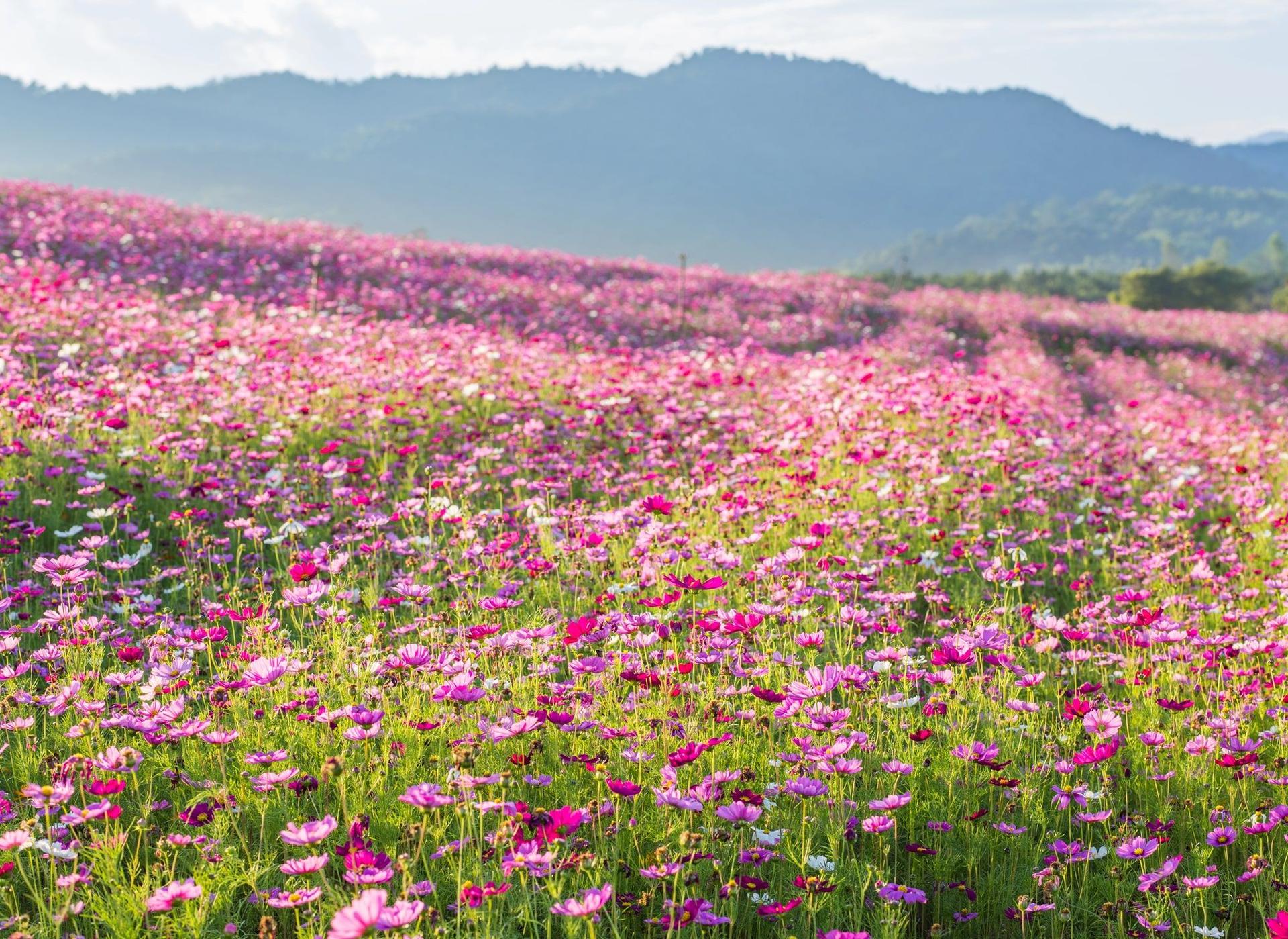 A field full with blooming cosmos flowers