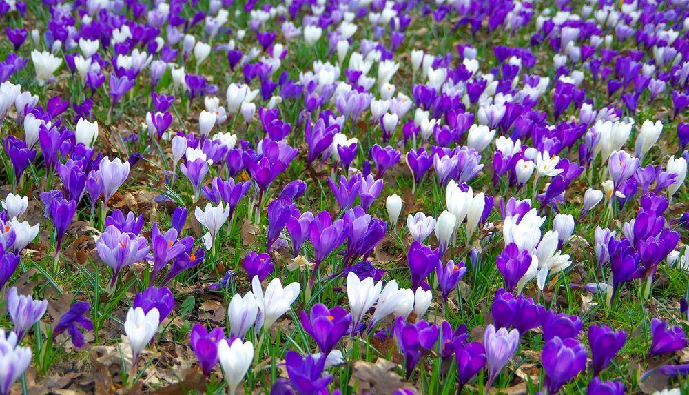 A lush carpet of crocuses