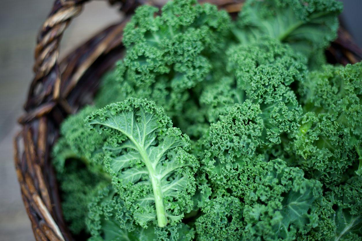 Close-up of curly kale in a basket