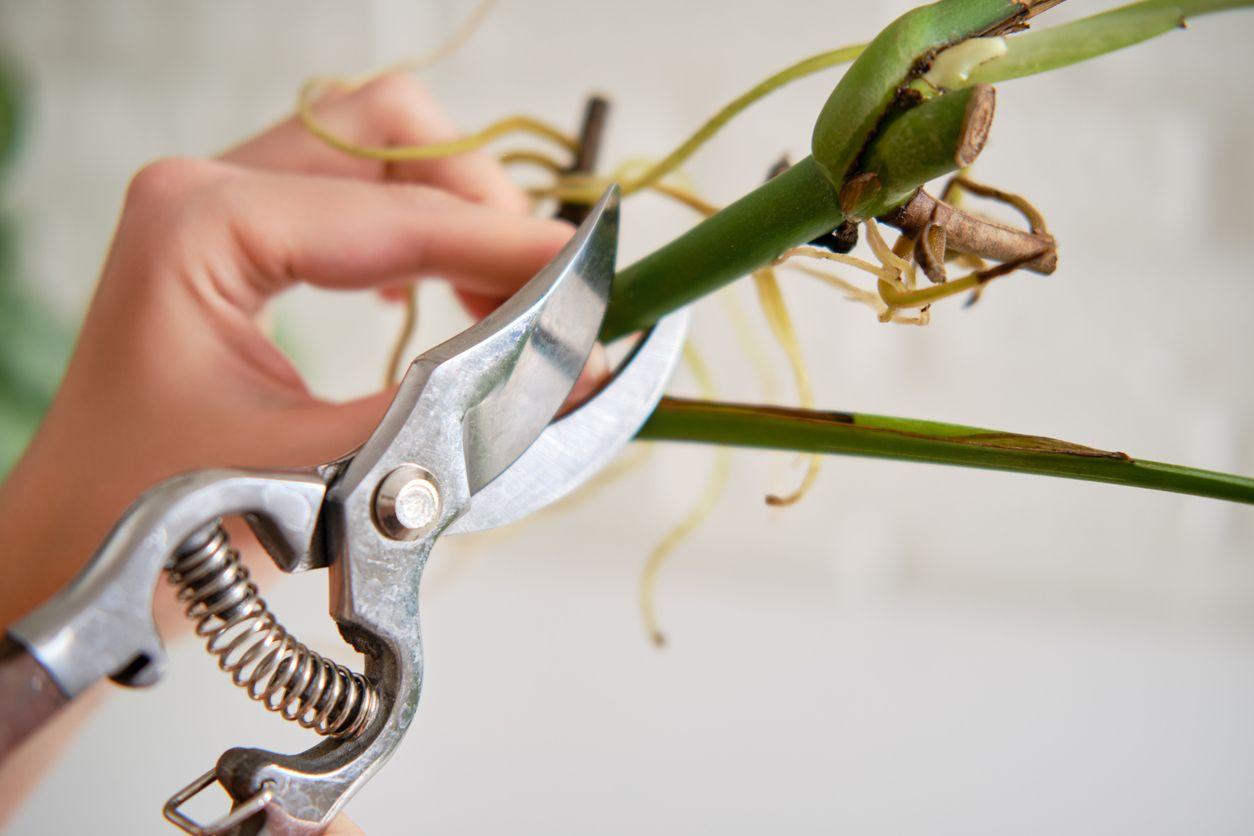 Plant parent pruning a Monstera