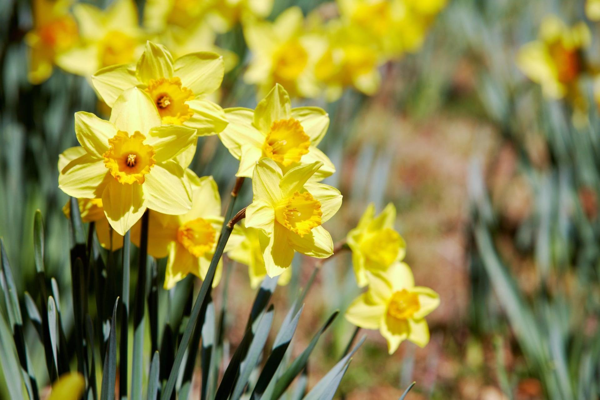 Yellow daffodils blooming in a garden