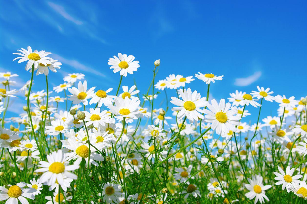 A landscape with blooming white daisies