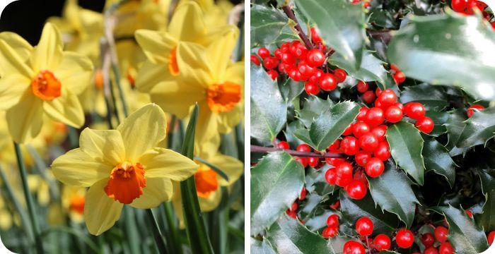 December birth flowers together